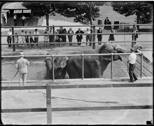 Elephants getting a bath at Franklin Park Zoo