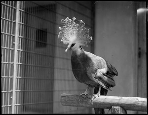 Victoria crowned pigeon, Franklin Park