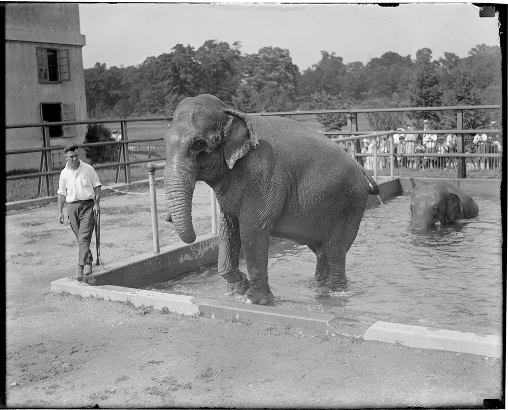 Elephants - Franklin Park Zoo - Digital Commonwealth