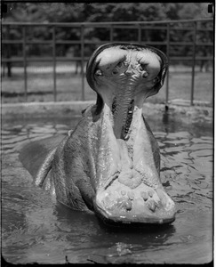 Happy the hippo laughing in Franklin Park Zoo