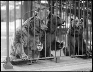 Brown bears Lizzie, Minka, and Lillie, Franklin Park Zoo