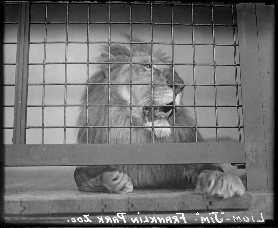 Jim the lion - Franklin Park Zoo