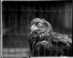 American eagle at Franklin Park Zoo