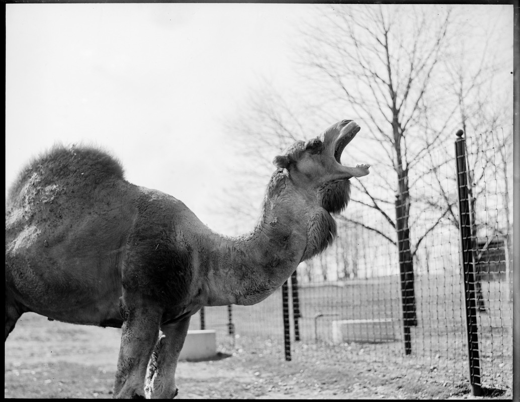 Camel - Franklin Park Zoo