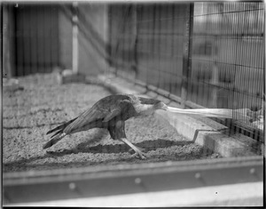Hawk - Franklin Park Zoo