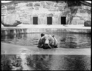 Brown bear takes a bath at Franklin Park Zoo