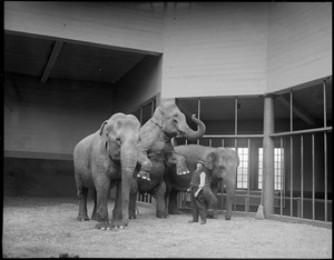 Elephants Molly, Waddy, and Tony at Franklin Park Zoo. Training for Children's Day.