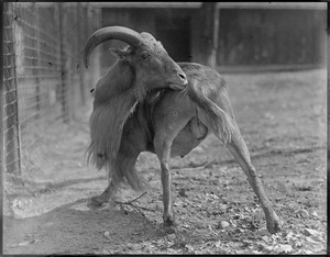 Aoudad, or Barbary sheep, of Africa - Franklin Park Zoo