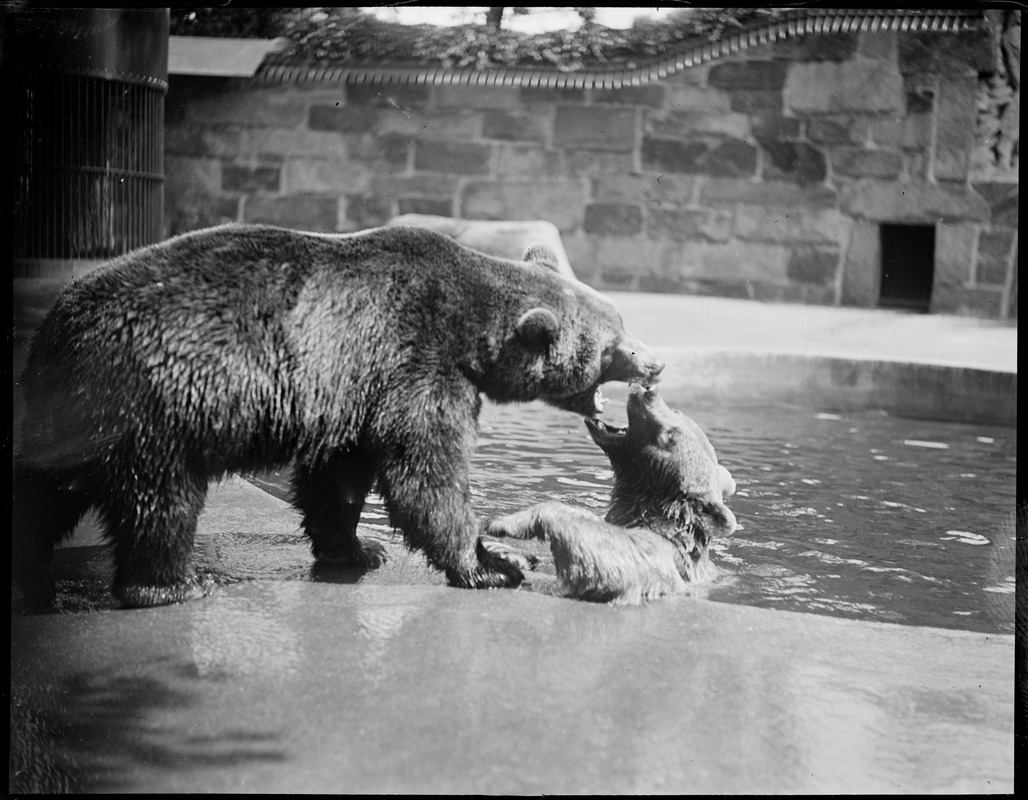 Brown bear, Franklin Park Zoo
