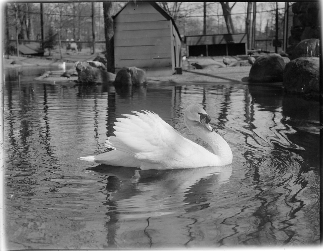 Swan, Franklin Park Zoo