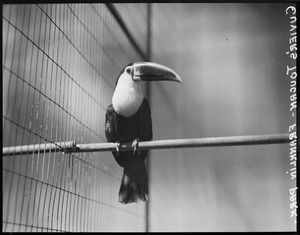 Cuvier's toucan at Franklin Park bird house