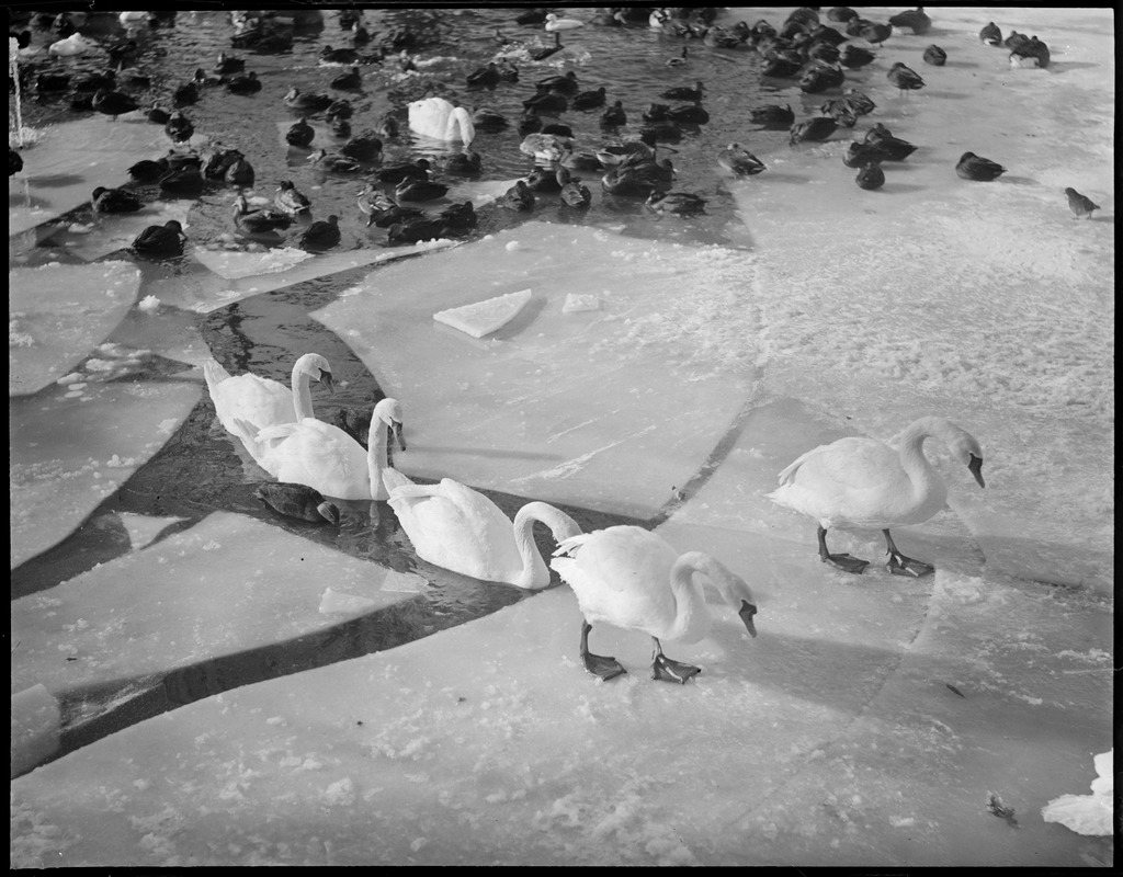 Swan - ducks, Franklin Park