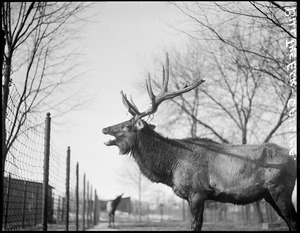 Elk, Franklin Park