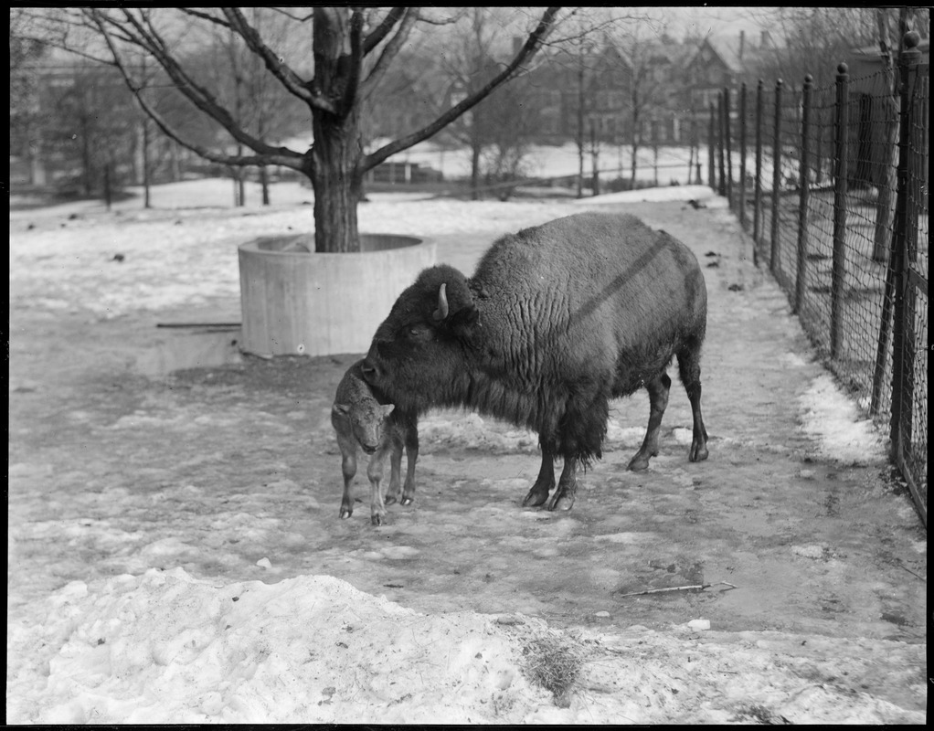 Buffalo and young, Franklin Park Zoo