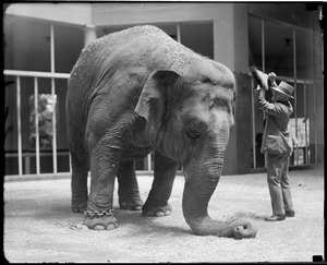 Tony the elephant getting swept off by Dan Harkins in the elephant house.