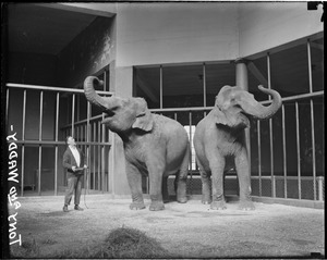Tony and Waddy - elephants at Franklin Park Zoo