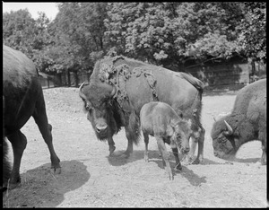 Mother buffalo & young at Franklin Park Zoo