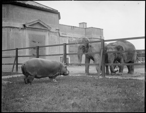 Franklin Park Zoo: elephants greet hippo