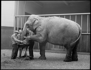 Waddy being manicured at Franklin Park Zoo by curator Dan Harkins, James Clark, and Maurice Cotter.
