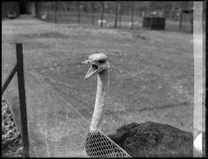 First day of spring, temperature 82 degrees. Mr. Ostrich of Franklin Park exclaimed, "Ah! Spring is here."