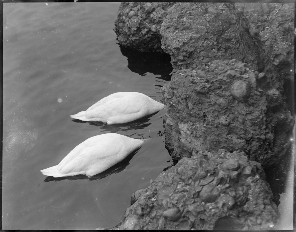 Swans, Franklin Park