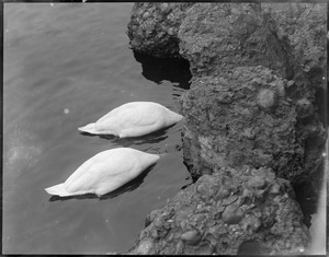 Swans, Franklin Park