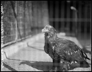 Franklin Park Zoo: Eagle