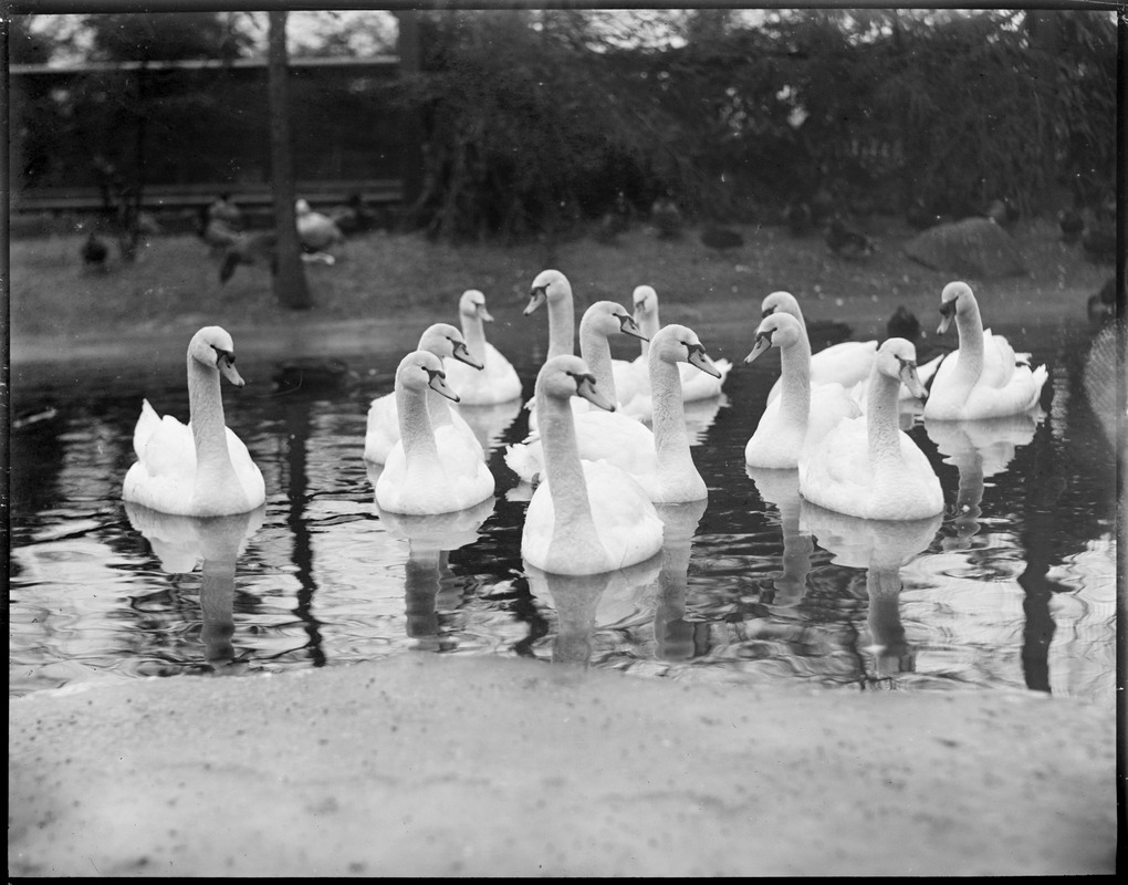 Swans, Franklin Park Zoo