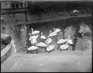 Swans, Franklin Park