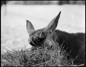 This is Jim the deer at Franklin Park eating his hay and looking like a Ku Klux Klan.