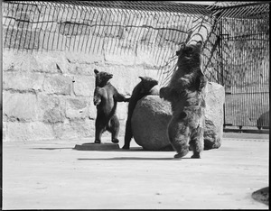Brown bear & cubs - Franklin Park Zoo