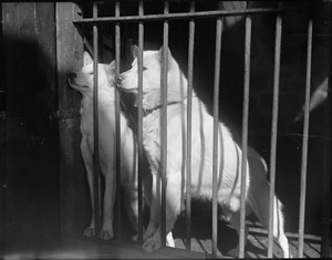 Eskimo dogs at Franklin Park Zoo