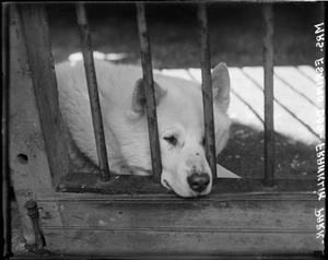 Eskimo dog - Franklin Park Zoo