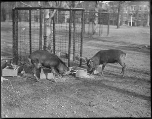 Sika deer fighting at Franklin Park Zoo