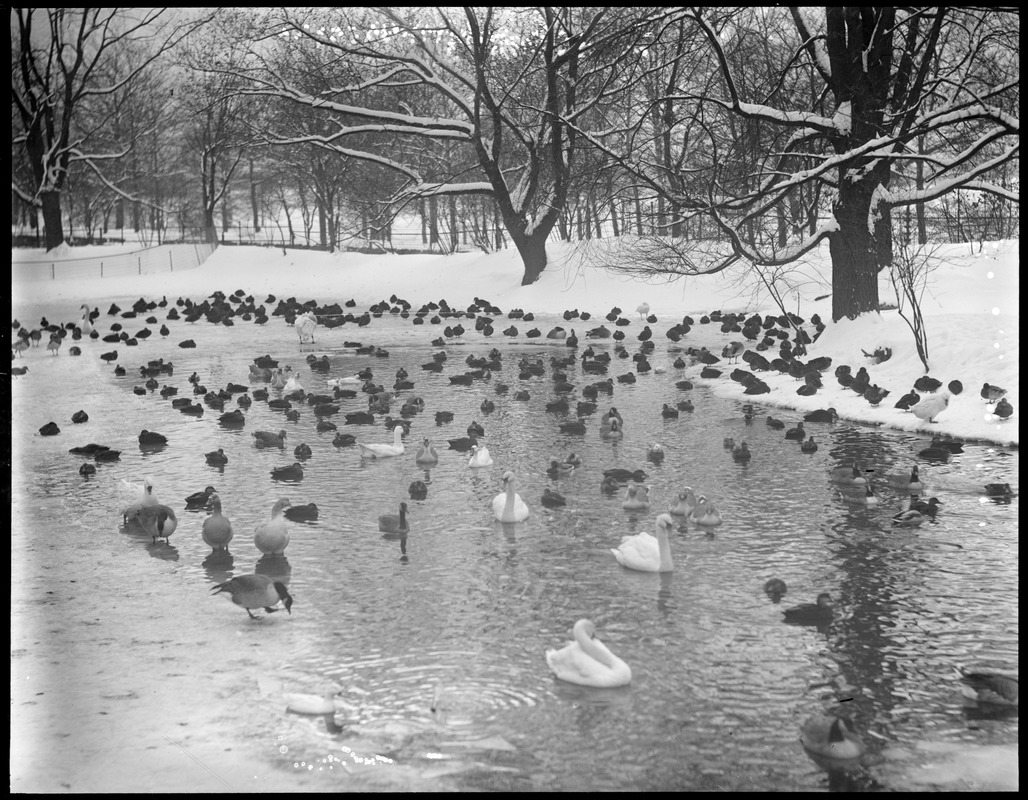 Ducks, geese and swans, Franklin Park Zoo