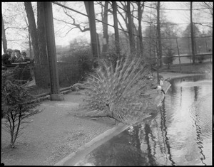 Peacock posing for people, Franklin Park Zoo