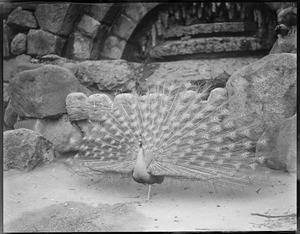 Peacock poses, Franklin Park Zoo