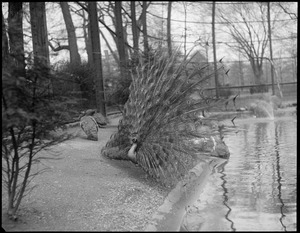 Peacock shows off in pen at Franklin Park Zoo