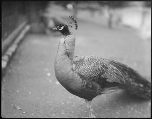 Peacock at Franklin Park Zoo