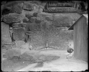 Peacock, Franklin Park Zoo