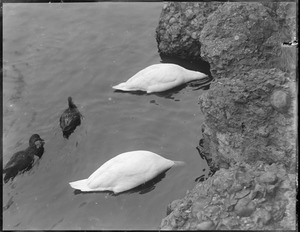 Swans at Franklin Park Zoo try to duck the photographer