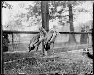 Storks at Franklin Park Zoo