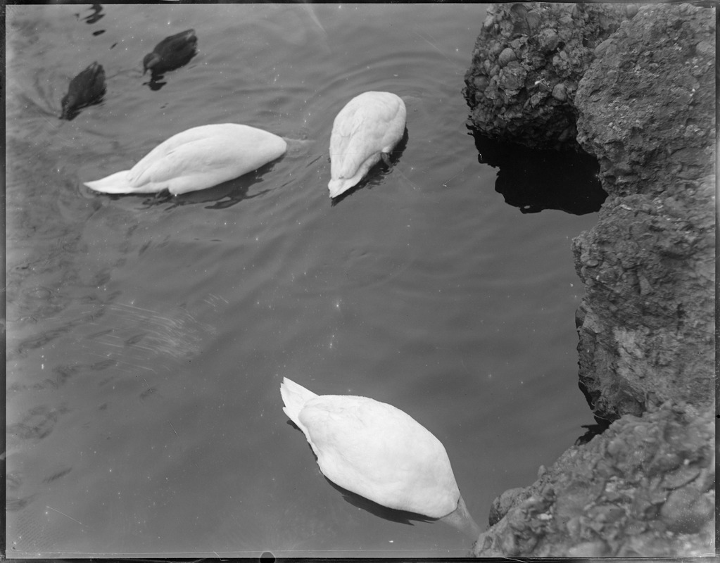 Swans at Franklin Park Zoo duck their heads when photographer shows up