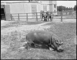 Hippo, Franklin Park Zoo