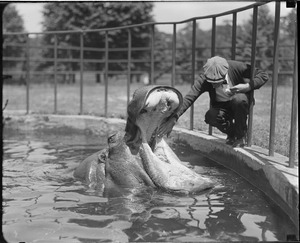 Man reaches into hippo's mouth, Franklin Park Zoo