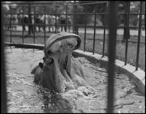 Hippo shows his bite, Franklin Park Zoo