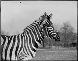 Zebra in profile, Franklin Park Zoo