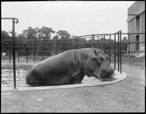 Hippo having a snack, Franklin Park Zoo