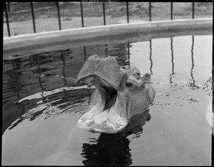 Hippo in water, Franklin Park Zoo