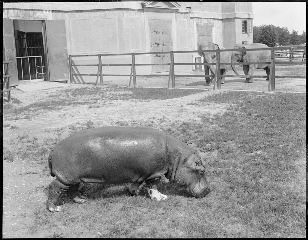 Hippo, Franklin Park Zoo